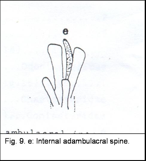 Astropecten